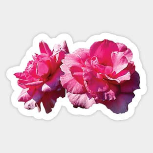 Roses - Two Pink Roses Sticker